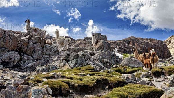 Several alpacas explore a stepped, rocky landscape with dramatic skies, llamas in the Bolivian countryside