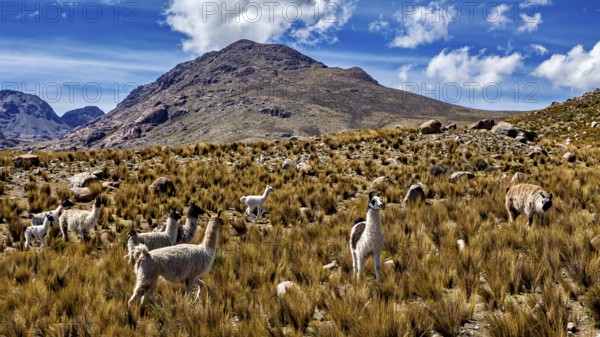 Alpacas grazing in a high grassland against a backdrop of mountains and blue sky, llamas in the Bolivian countryside
