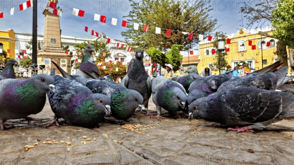 Group of pigeons paired with an obelisk in the background, decorative flags surround them in a sunny square, The city pigeons of Potosi in Bolivia