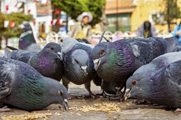 Close-up of pigeons pecking food in a town square with people in the background, The city pigeons of Potosi in Bolivia