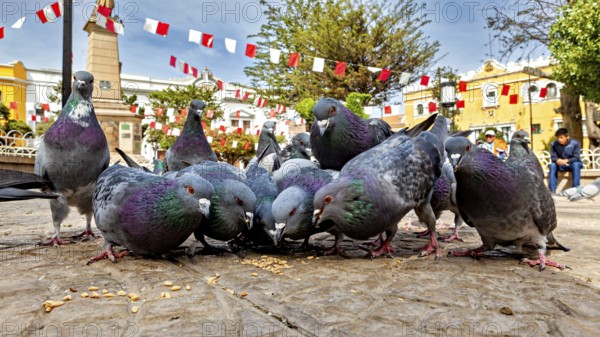 Several pigeons feeding on a paved square under decorative flags and trees in sunny weather, The urban pigeons of Potosi in Bolivia