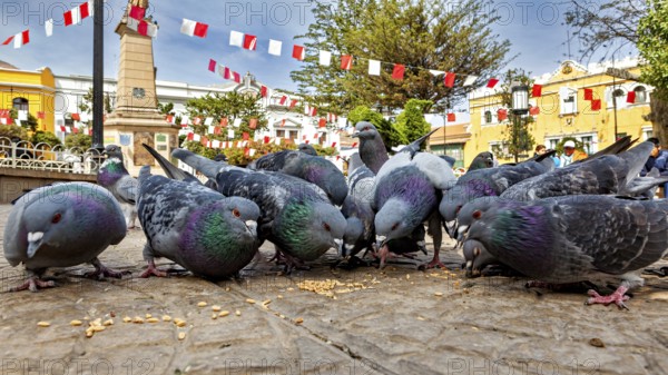 Pigeons pecking grain in a city square, surrounded by flags and an obelisk, sunny day, The city pigeons of Potosi in Bolivia