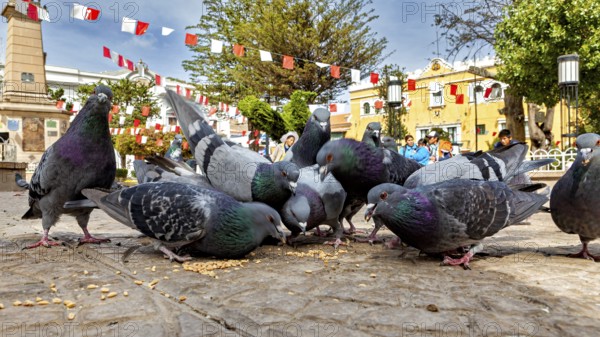 Group of pigeons eating on a paved square in a sunny city with decorative flags, The city pigeons of Potosi in Bolivia