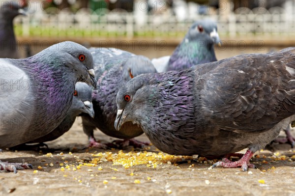 Close-up view of pigeons pecking at grains in a stone town square, The city pigeons of Potosi in Bolivia