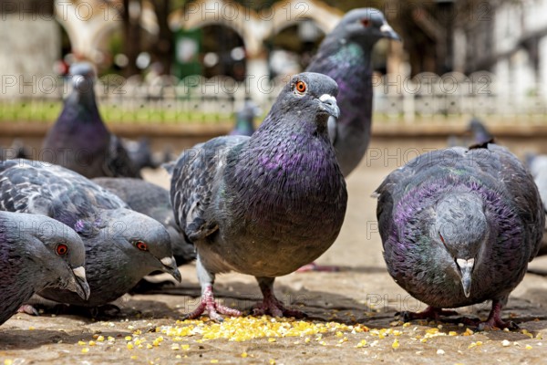 Close-up of pigeons picking up seeds on a paved floor in an urban environment, The city pigeons of Potosi in Bolivia