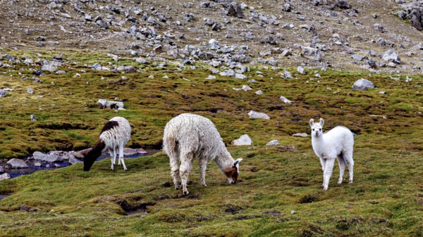 Three alpacas graze on a lush mossy area surrounded by rocks and greenery, llamas in the Bolivian countryside