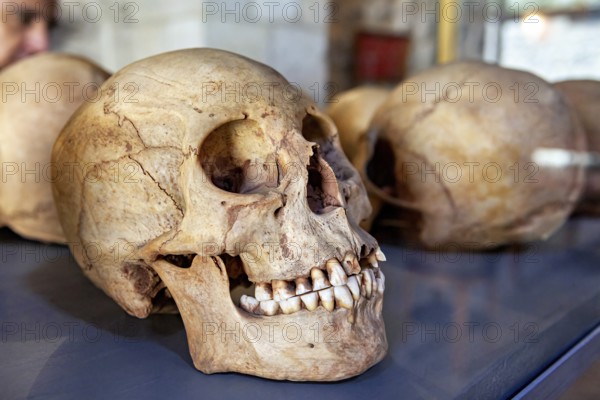 A human skull in an exhibition case, surrounded by other skulls, skull in the museum of Potosi in Bolivia
