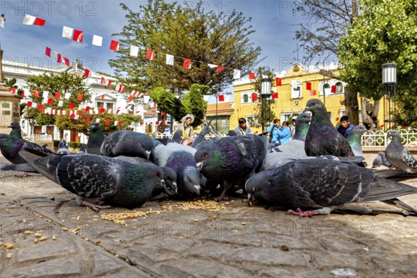 Pigeons feeding in a large square surrounded by flags and classical buildings in an urban environment, The city pigeons of Potosi in Bolivia