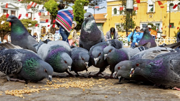 Several pigeons eat food on the ground while passers-by walk by in the background on a warm day, The urban pigeons of Potosi in Bolivia