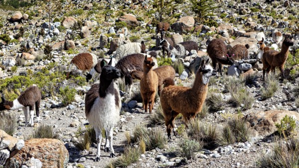 A large group of alpacas move across a stony, grassy area in the mountains, llamas in the Bolivian countryside