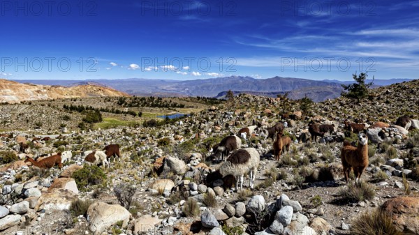 A group of alpacas graze in a vast, rocky mountain landscape under an open sky, llamas in the Bolivian countryside