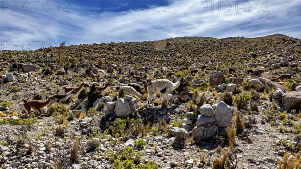 Alpacas grazing in a rocky mountain landscape under a clear blue sky, llamas in the Bolivian countryside