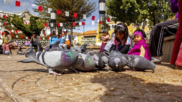 Children watch pigeons foraging in a sunny square with garlands and trees, The urban pigeons of Potosi in Bolivia