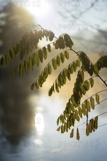Autumn leaves by the river with foggy atmosphere, backlit