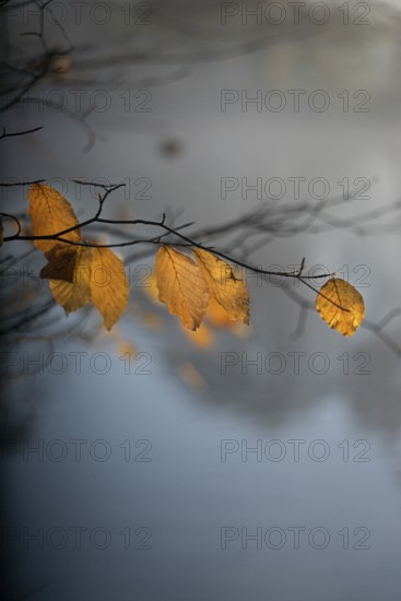 Autumn leaves by the river with foggy atmosphere