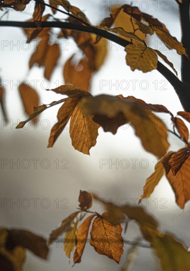 Autumn leaves by the river with foggy atmosphere