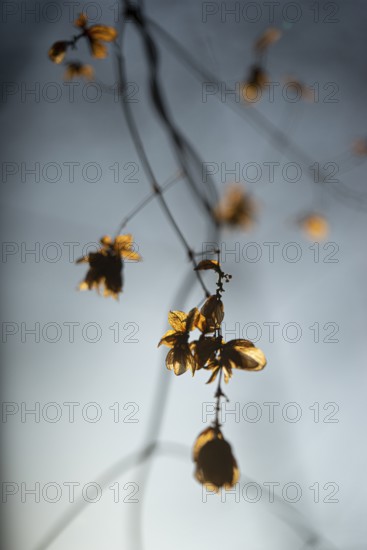 Autumn leaves by the river with foggy atmosphere