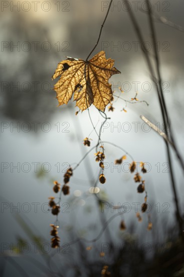 Autumn leaves by the river with foggy atmosphere, backlit