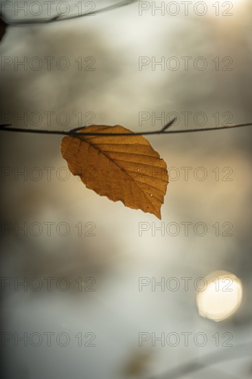 Autumn leaf by the river with blurred background