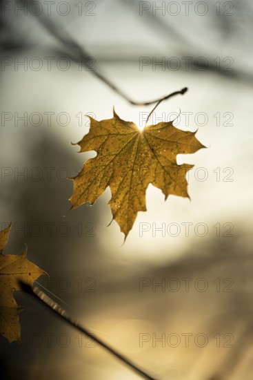 Autumn leaves by the river with foggy atmosphere, backlit