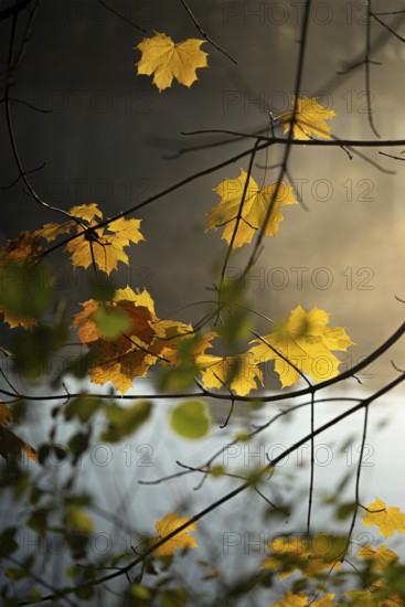 Autumn leaves by the river with foggy atmosphere, backlit