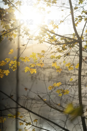 Autumn trees against the light
