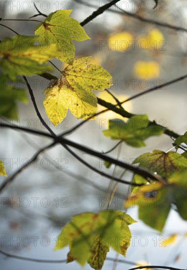 Autumn leaves by the river with foggy atmosphere