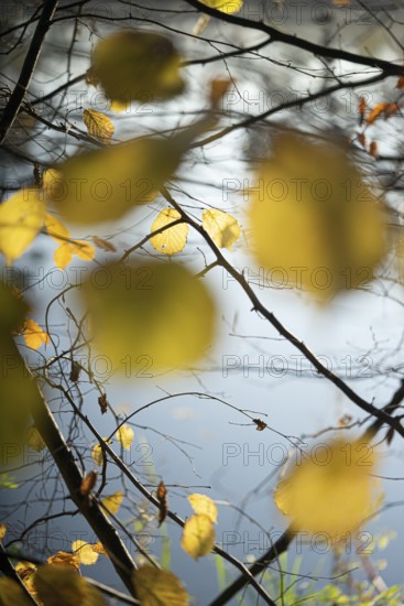Autumn leaves by the river with foggy atmosphere
