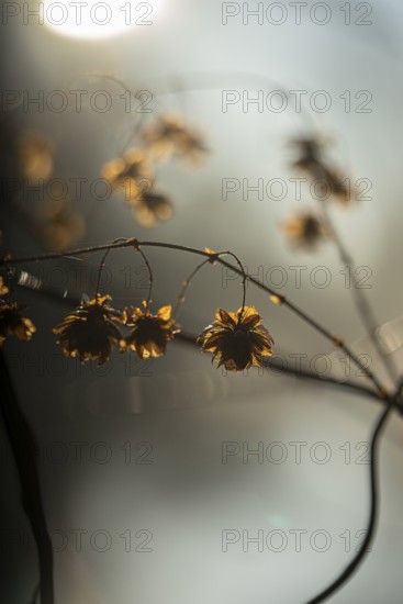 Autumn leaves by the river with foggy atmosphere
