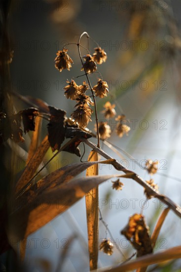 Autumn leaves by the river with foggy atmosphere