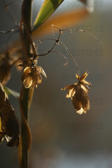 Autumn leaves by the river with foggy atmosphere, backlit