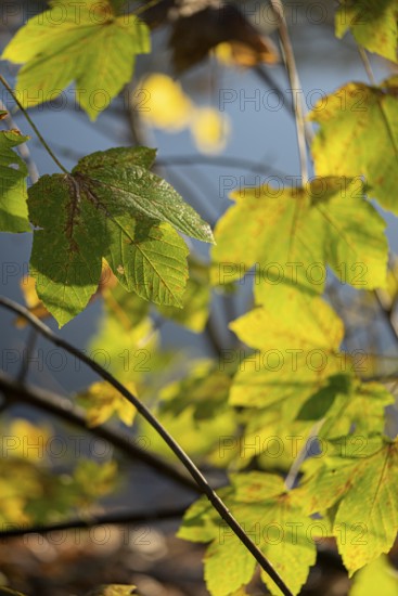 Autumn leaves by the river