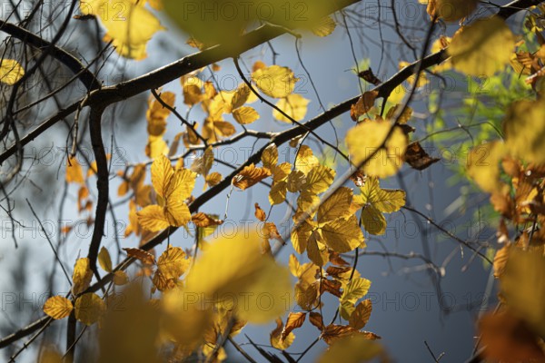 Autumn leaves by the river with foggy atmosphere