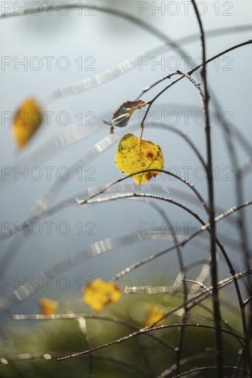 Autumn leaves by the river with foggy atmosphere