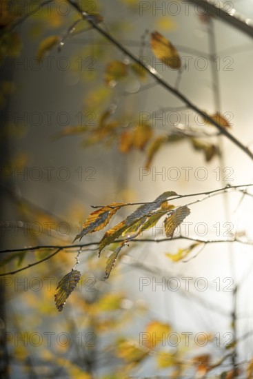 Autumn leaves by the river with foggy atmosphere