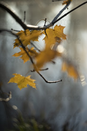 Autumn leaves by the river with foggy atmosphere