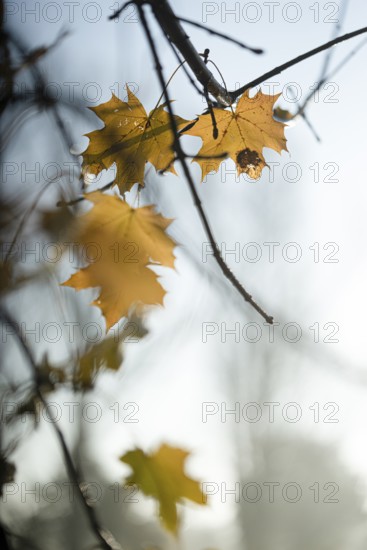 Autumn leaves by the river with foggy atmosphere