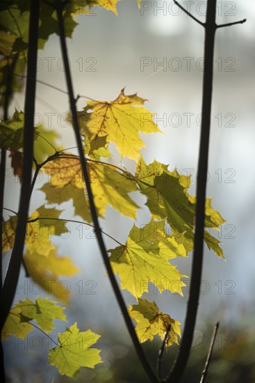 Autumn leaves by the river with foggy atmosphere