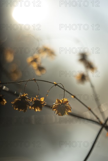 Autumn leaves by the river with foggy atmosphere
