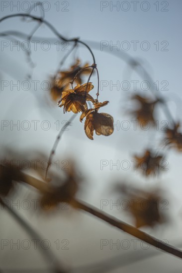 Autumn leaves by the river with foggy atmosphere
