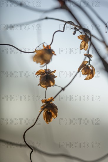 Autumn leaves by the river with foggy atmosphere