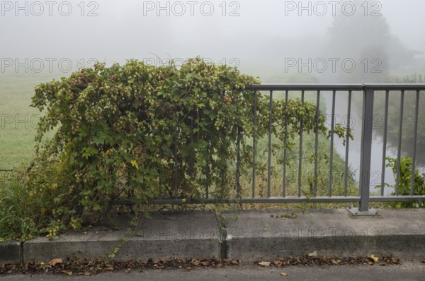 Hops plant growing on a metal bridge railing by a river on a misty day