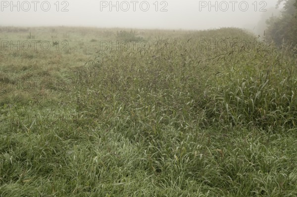 Green grassland covered in heavy fog, creating a peaceful and serene atmosphere