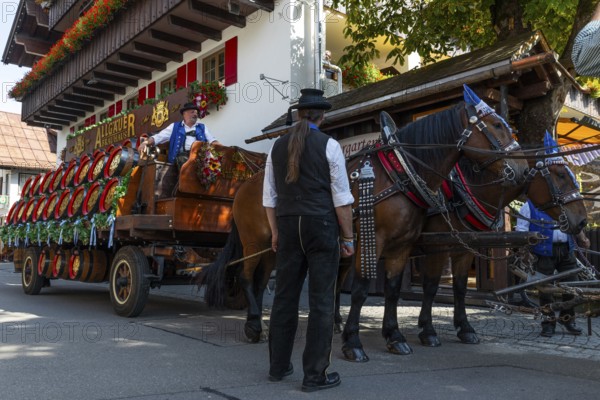 Historic brewery wagon with beer barrels, horses with harness, cold-blooded horses, coachman, cattle seperation, Oberstdorf, Allgäu Alps, Bavaria, Germany