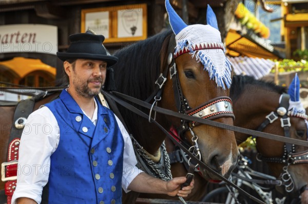 Horses with mule, cold-blooded animals, coachman, cattle drive, Oberstdorf, Allgäu Alps, Bavaria, Germany