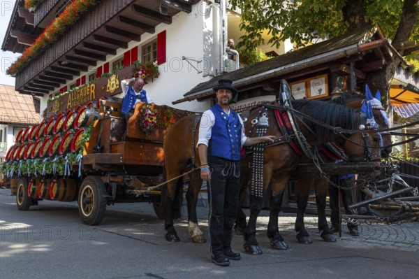 Historic brewery wagon with beer barrels, horses with harness, cold-blooded horses, coachman, cattle seperation, Oberstdorf, Allgäu Alps, Bavaria, Germany