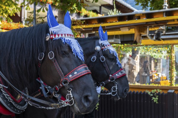 Horses with mules, cold-blooded animals, cattle seperation, Oberstdorf, Allgäu Alps, Bavaria, Germany