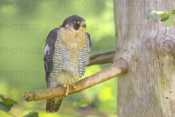 Peregrine falcon (Falco peregrinus), male sitting on a tree, falcon, bird of prey, nature photography, captive, Bavarian Forest National Park, Bavaria, Germany