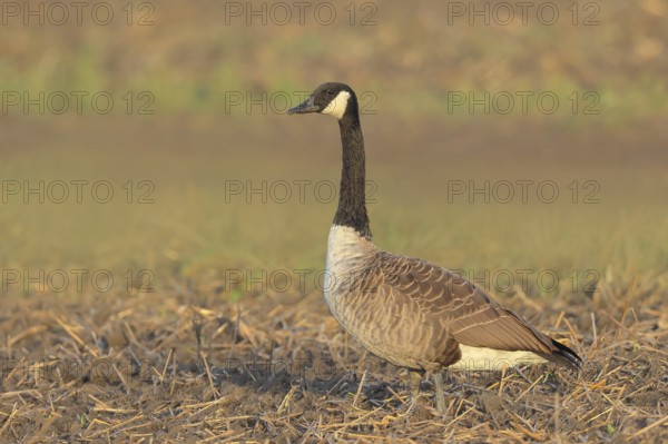 Canada goose (Branta canadensis) standing on harvested grain field, wildlife, geese, migratory bird, Baltic Sea coast, Fehmarn Island, East Holstein, Schleswig-Holstein, Germany