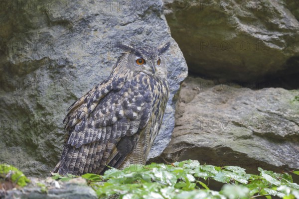 Eurasian Eagle-owl (Bubo bubo), sitting on a rock, owl, night bird, captive, Bavarian Forest National Park, Bavaria, Germany
